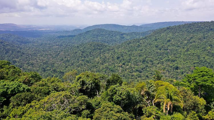 Floresta amazônica.jpg