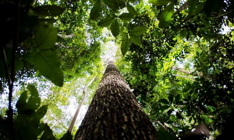 Rios e florestas são principais características da literatura da Amazônia (Marcelo Camargo/Agência Brasil)